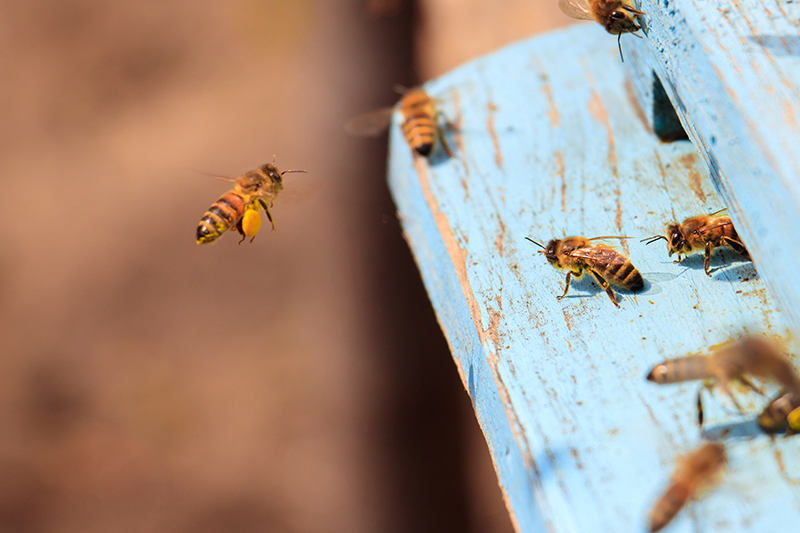 Bienen im Bienenstock